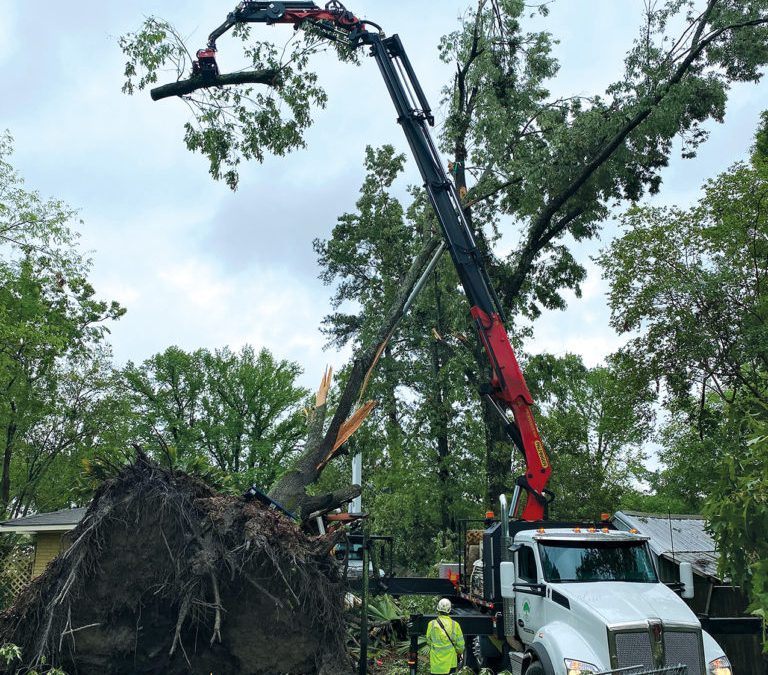 Tree Removal Stouffville – How To Identify A Diseased Tree