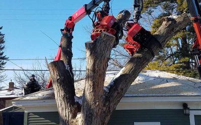 Tree Removal Service Mississauga: To Wait or Not to Wait?