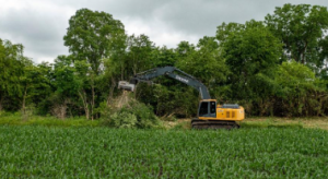 Tree Removal Services Mississauga