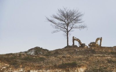 Toronto Arborists Tree Removal – Dos And Don’ts