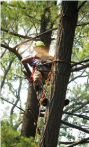 Newmarket Tree Removal