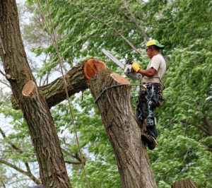 tree removal Oakville