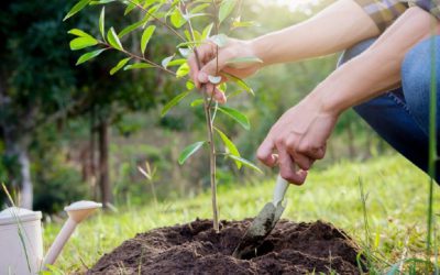 Planting a New Tree? Consider These 4 Factors!